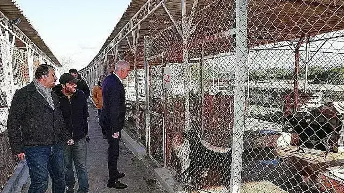 Eski Lastikler Barınaktaki Can Dostlarımız İçin Yatak Oldu