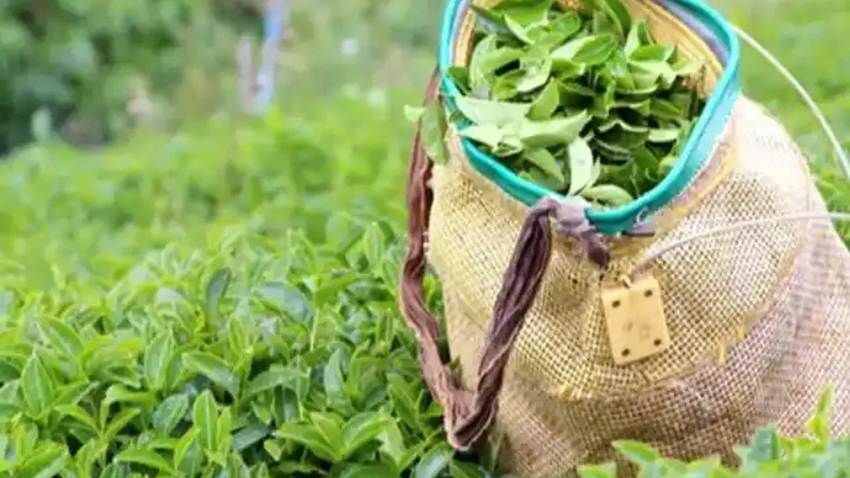 Yaş çay alım fiyatı kilo başına 35 TL oldu