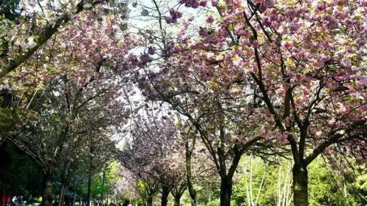 Baharın simgesi sakuralar Başkent’te çiçek açtı
