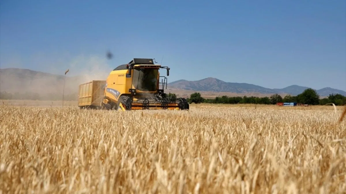 Elazığ'da yağışlar arpa ve buğdayda üretimi artırdı