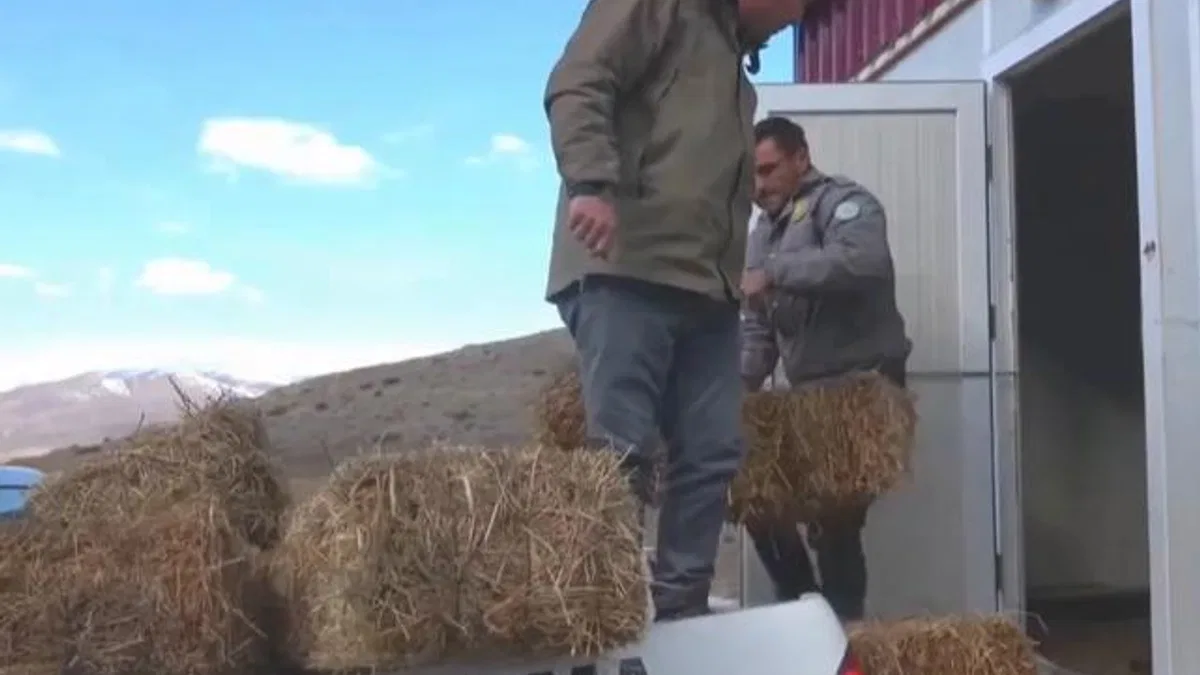 Niğde Demirkazık’ta yaban hayatına kış desteği