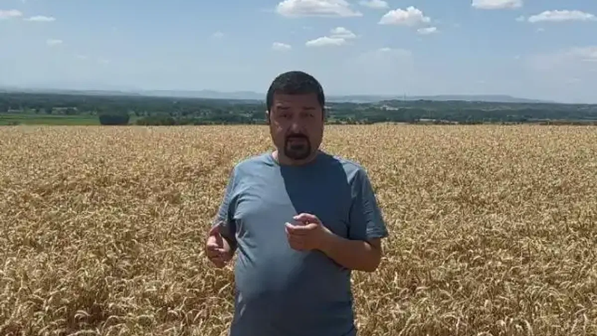 CHP'li vekilden TMO'ya buğday tarlasından tepki