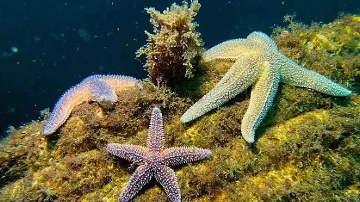 Yapay Resifler bir yılda 33 farklı deniz canlısına yuva oldu