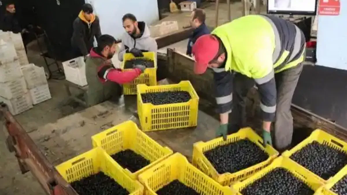 Zeytinciye 4. dilim ödemeler hesaplarda