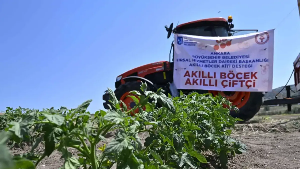 Ankara'da domates güvesine karşı 'Akıllı Böcek' projesi