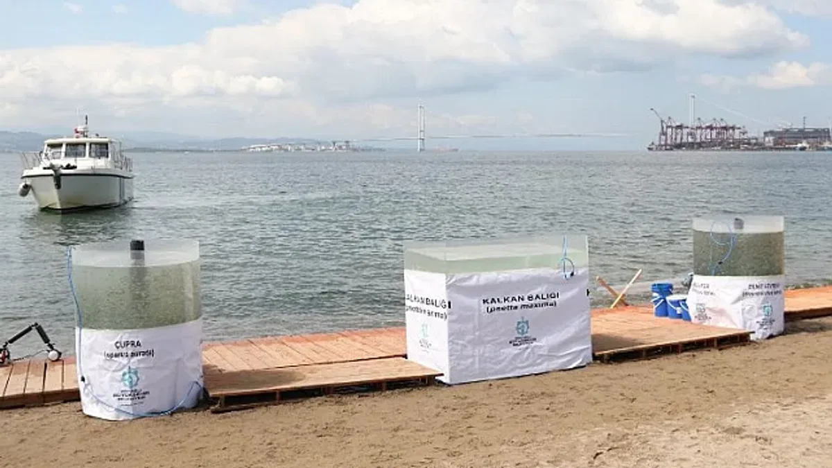 6 bin yavru balık Körfez'e salındı