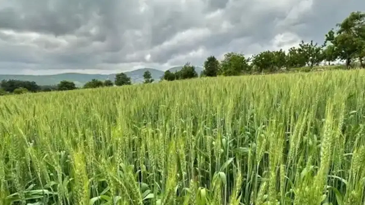 Manisa'dan hayvan üreticilerine yem bitkisi tohumu desteği