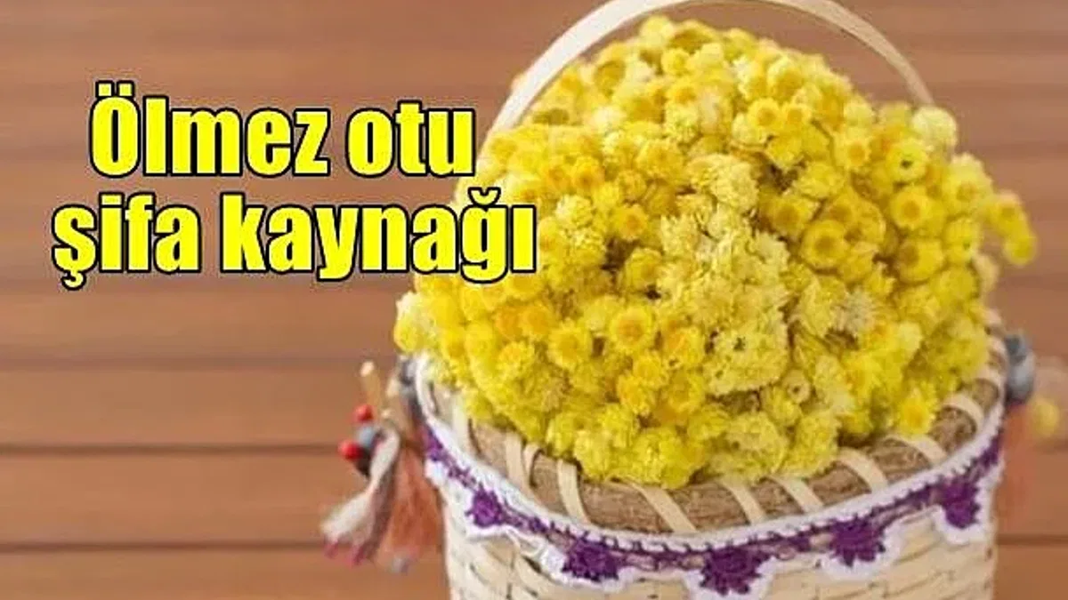 Şifa kaynağı ölmez otu