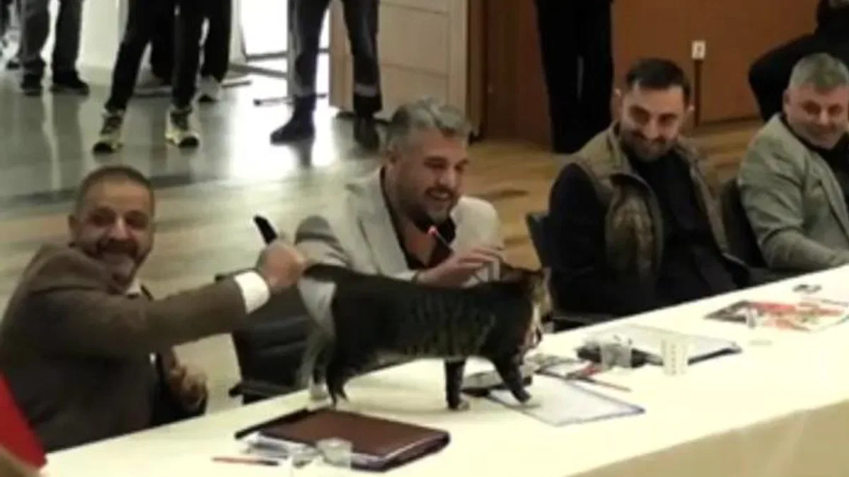 Şile'de AK Parti'den CHP'li üç belediye başkanına 'kedili' teşekkür!
