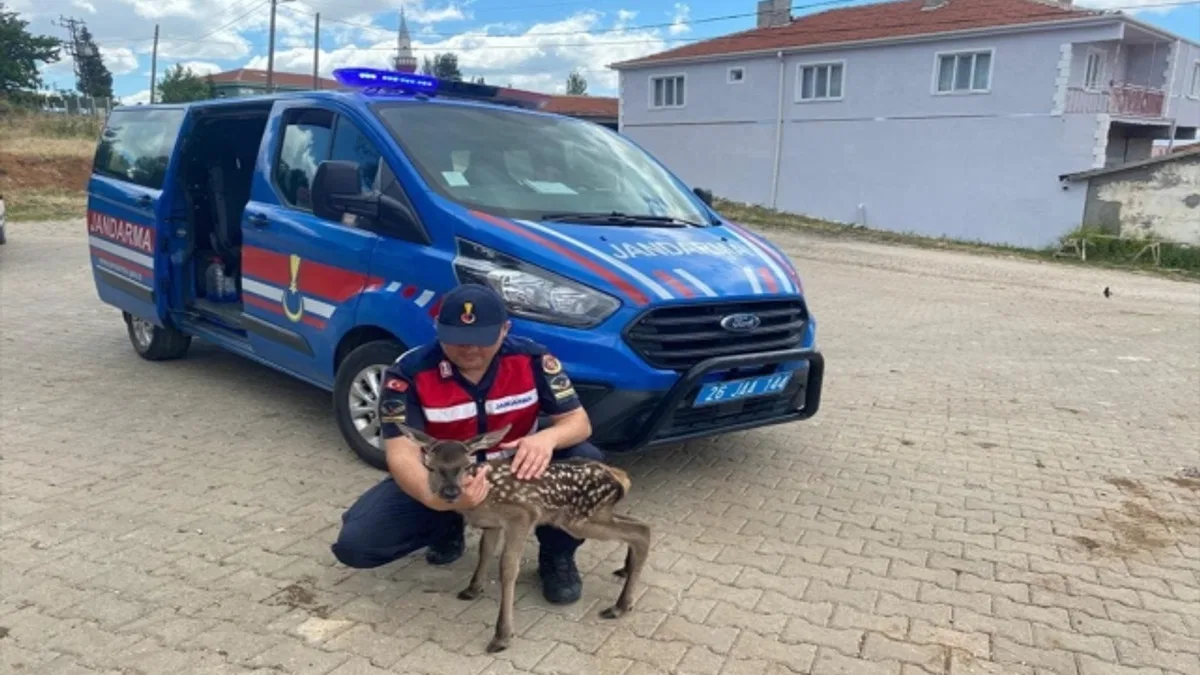 Eskişehir'de jandarma ekiplerince bulunan karaca yavrusu koruma altına alındı