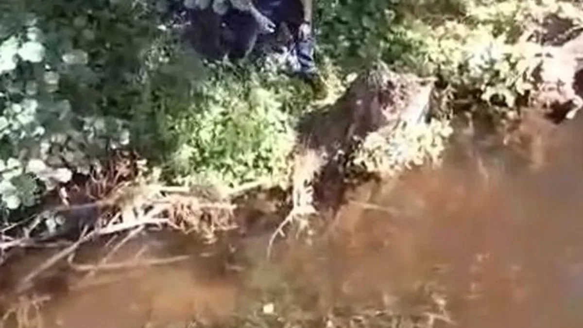 Çatalca'da mahsur kaplumbağa itfaiye tarafından kurtarıldı