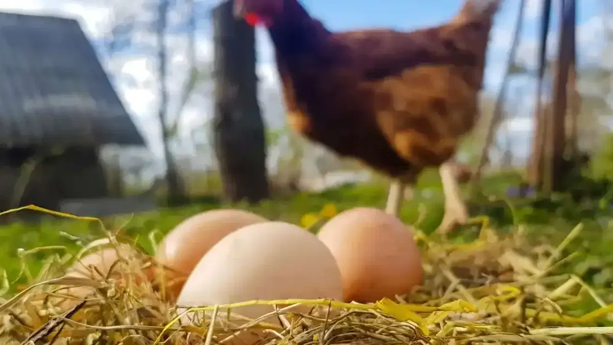 Kümes hayvancılığında üretim arttı!