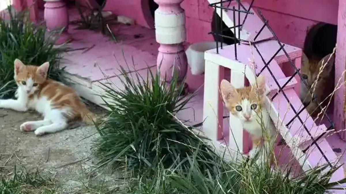 'Kedi Köyü' engelli, hamile ve yavru kedilerin yuvası oldu