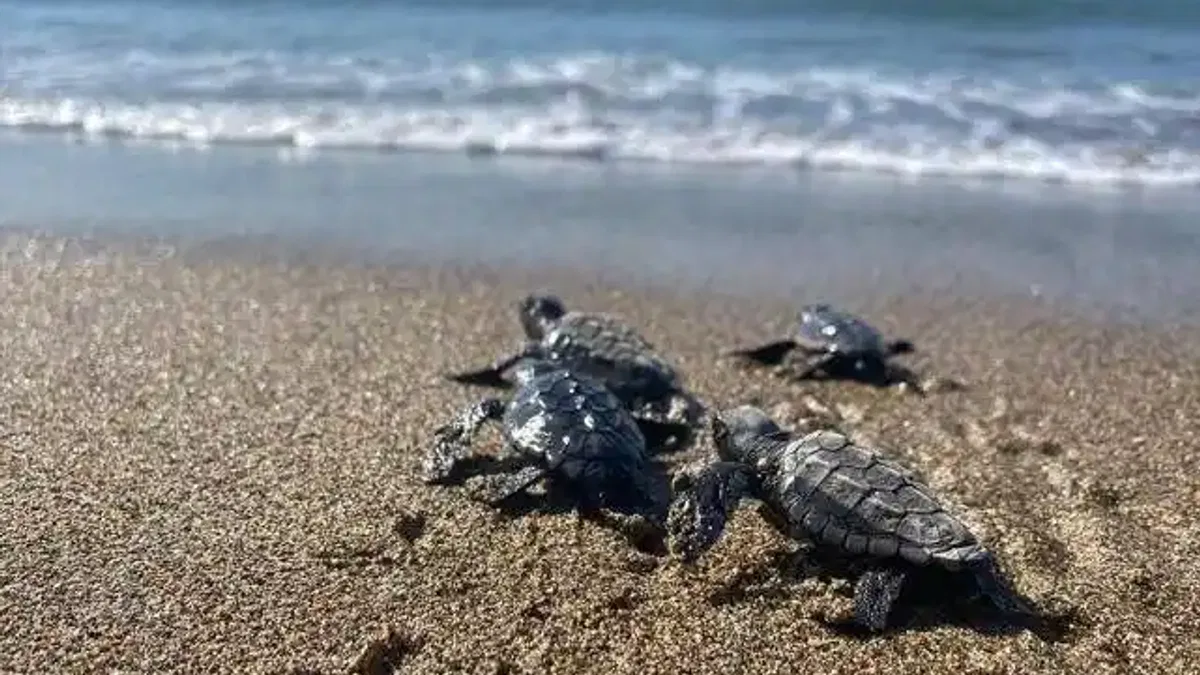 Deniz kaplumbağası yavruları suyla buluştu