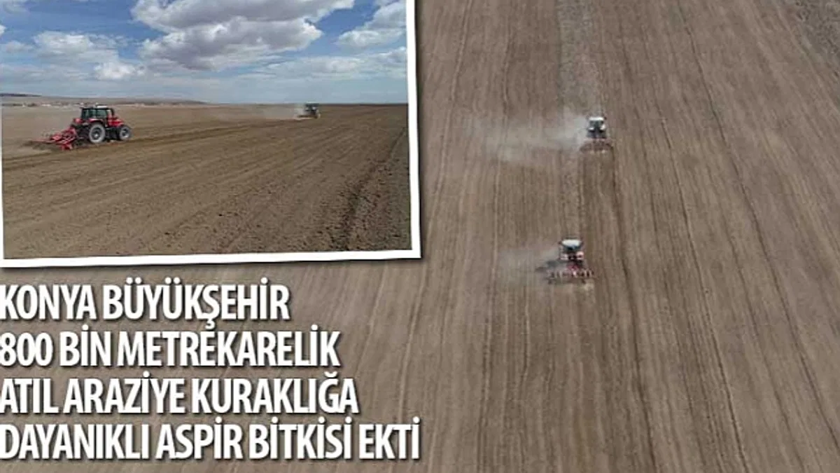 Konya Büyükşehir 800 Bin Metrekarelik Atıl Araziye Kuraklığa Dayanıklı Aspir Bitkisi Ekti