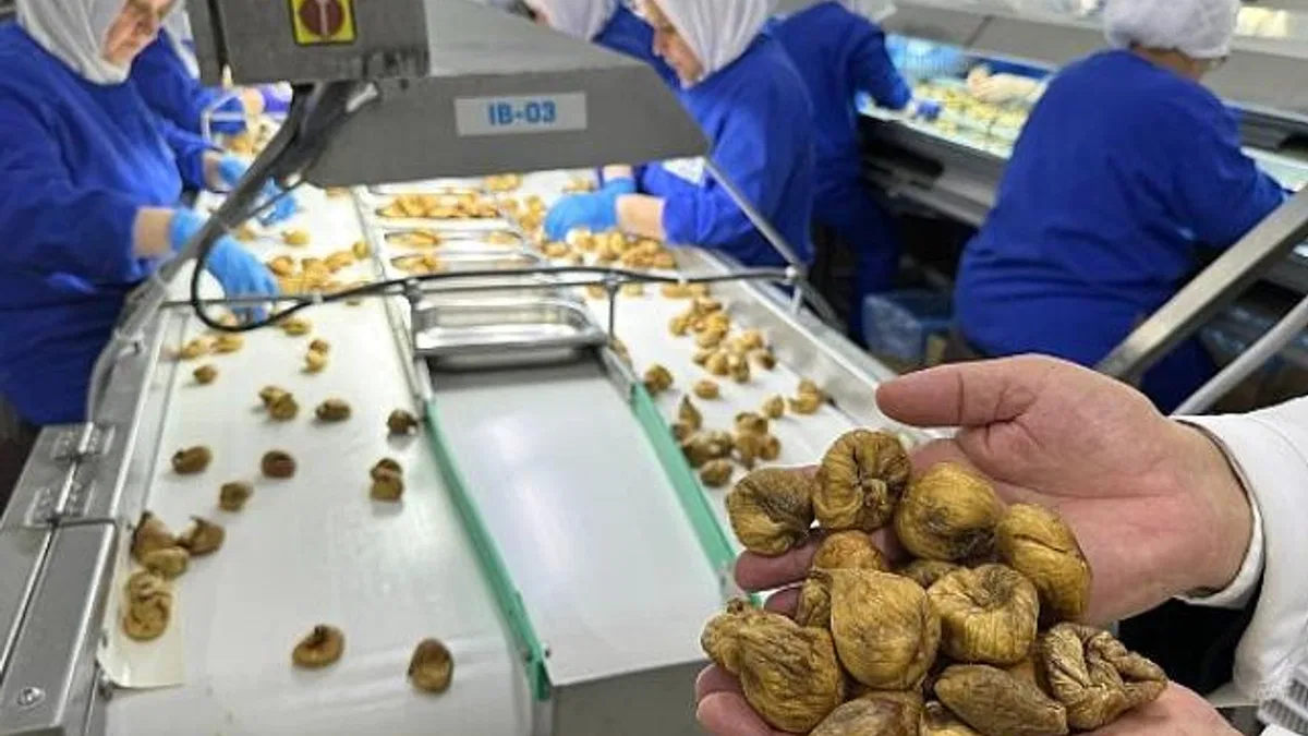 Kuru incir ihracatı 292 milyon dolarla sezonu kapattı